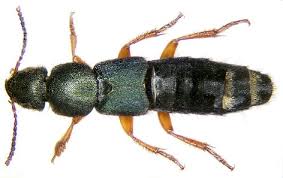 Attēlu rezultāti vaicājumam “Platydracus fulvipes”