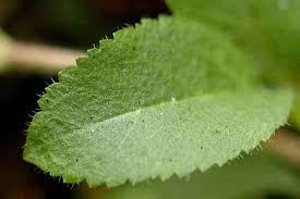 Attēlu rezultāti vaicājumam “Veronica officinalis leaf”