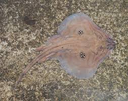 Image result for Amblyraja hyperborea