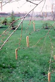 Attēlu rezultāti vaicājumam “Betula pendula flower”