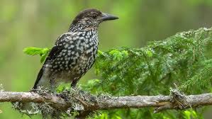 Image result for Nucifraga caryocatactes