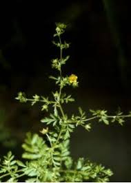 Attēlu rezultāti vaicājumam “Potentilla supina”