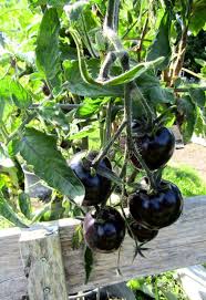 Afbeeldingsresultaat voor debarro black tomato
