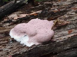 Attēlu rezultāti vaicājumam “Fuligo septica var. candida spores”