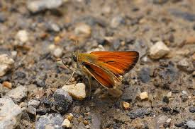 Attēlu rezultāti vaicājumam “Thymelicus sylvestris underside”