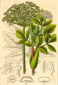 Attēlu rezultāti vaicājumam “Angelica archangelica fruit”