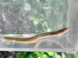 Image result for Anguilla anguilla