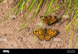 Attēlu rezultāti vaicājumam “Lasiommata megera male”