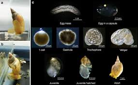 Attēlu rezultāti vaicājumam “Lymnaea stagnalis”