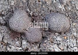 Attēlu rezultāti vaicājumam “Amaurochaete sp.”