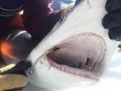 Image result for Carcharhinus isodon