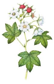 Attēlu rezultāti vaicājumam “Rubus parviflorus”