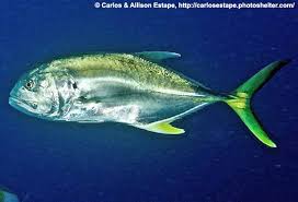 Image result for Caranx hippos