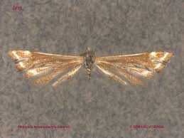 Attēlu rezultāti vaicājumam “Platyptilia tesseradactyla”