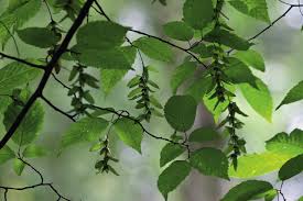 Attēlu rezultāti vaicājumam “Carpinus caroliniana male flower”