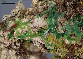 Attēlu rezultāti vaicājumam “Blepharostoma trichophyllum sporophyte”