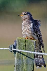 Attēlu rezultāti vaicājumam “Cuculus canorus juvenile”