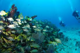 Image result for Aquanauts Dive Centre Sunderland