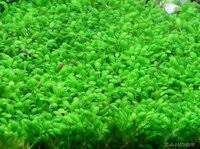 Attēlu rezultāti vaicājumam “Elatine hydropiper leaf”