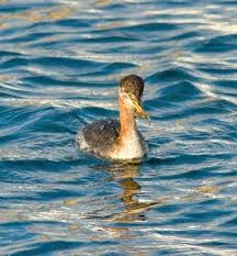 Image result for Podiceps grisegena