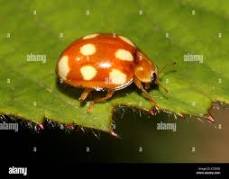 Attēlu rezultāti vaicājumam “Calvia decemguttata”