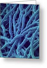 Attēlu rezultāti vaicājumam “Antrodia malicola”