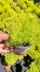 Attēlu rezultāti vaicājumam “Sedum acre fruit”