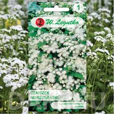 Image result for Ageratum mexicanum