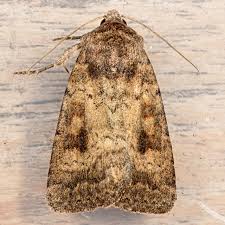 Attēlu rezultāti vaicājumam “Caradrina morpheus”