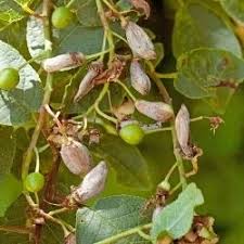 Attēlu rezultāti vaicājumam “Taphrina padi”