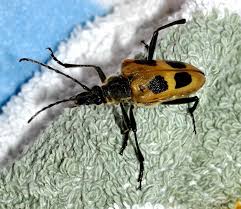 Attēlu rezultāti vaicājumam “Pachyta quadrimaculata”