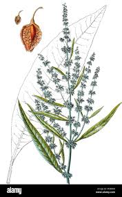 Attēlu rezultāti vaicājumam “Rumex hydrolapathum fruit”