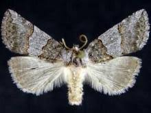 Attēlu rezultāti vaicājumam “Drepanidae”