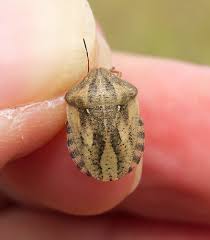 Attēlu rezultāti vaicājumam “Eurygaster testudinaria nymph”