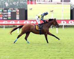 Image result for Fisher Equestrian