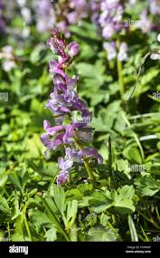 Attēlu rezultāti vaicājumam “Corydalis cava flower”