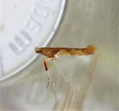 Attēlu rezultāti vaicājumam “Caloptilia hemidactylella”