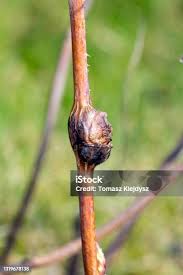 Attēlu rezultāti vaicājumam “Lasioptera rubi”