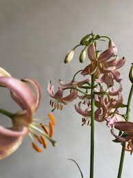 Image result for Lilium martagon `Manitoba Fox`