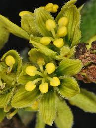 Attēlu rezultāti vaicājumam “Physarum viride var. aurantium macro”