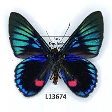 Attēlu rezultāti vaicājumam “Riodinidae”