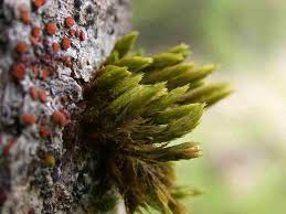 Attēlu rezultāti vaicājumam “Orthotrichum patens”