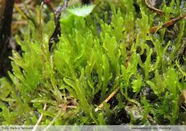 Attēlu rezultāti vaicājumam “Riccardia incurvata”