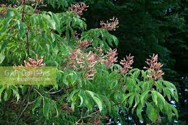 Attēlu rezultāti vaicājumam “Aesculus x neglecta”