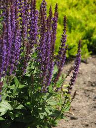 Image result for Salvia nemorosa