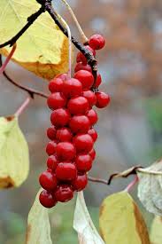 Attēlu rezultāti vaicājumam “Schisandra chinensis”