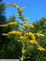 Attēlu rezultāti vaicājumam “Solidago canadensis fruit”