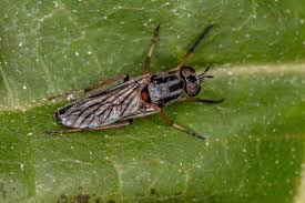 Attēlu rezultāti vaicājumam “Therevidae”