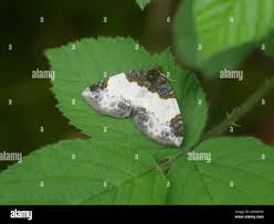 Attēlu rezultāti vaicājumam “Mesoleuca albicillata”