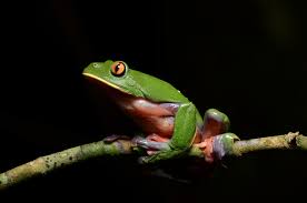 Attēlu rezultāti vaicājumam “Lycogala asperum”